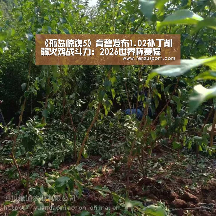 2026世界杯分组